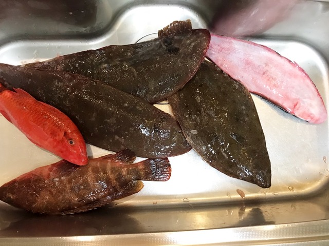 巨大な絶品シタビラメ 魚喰い