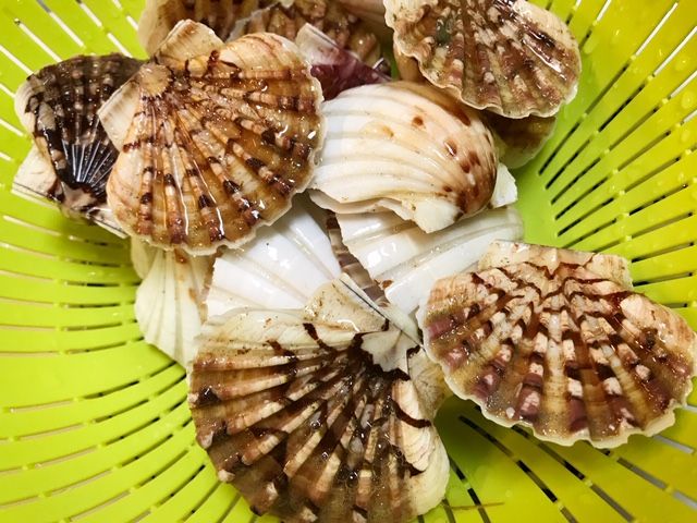 探すと見つからない貝 魚喰い