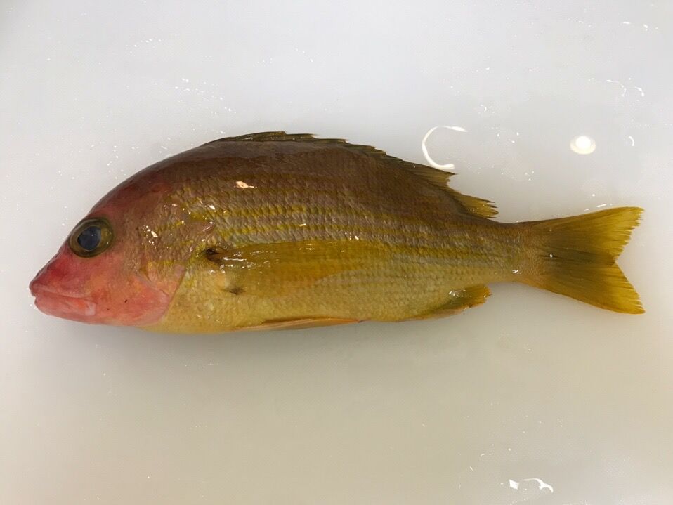 初のお魚 キュウセンフエダイを喰らう 魚喰い 初のお魚 キュウセンフエダイを喰らう 魚喰い