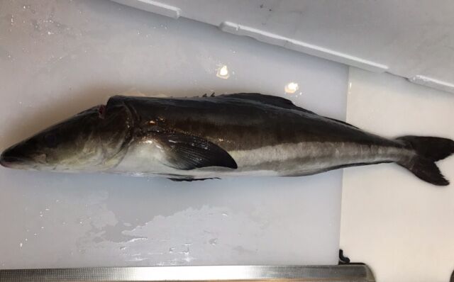 スギちゃんには悪いけど 魚喰い