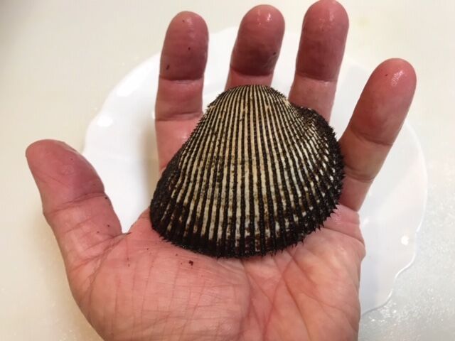 赤貝の食べ比べ 魚喰い