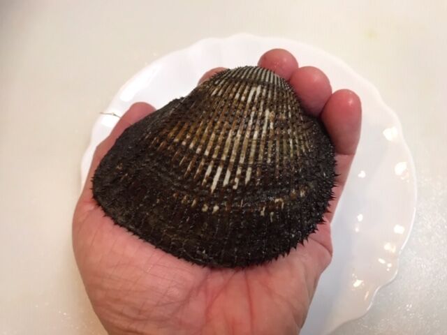 赤貝の食べ比べ 魚喰い