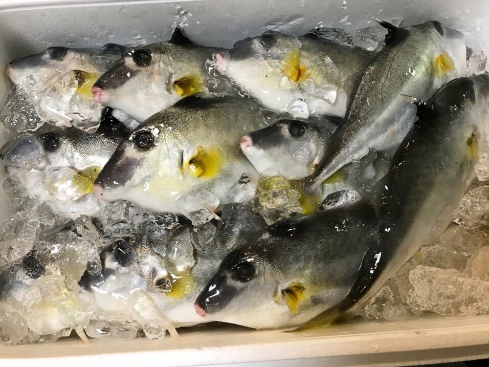 初のお魚ギマを食す 魚喰い