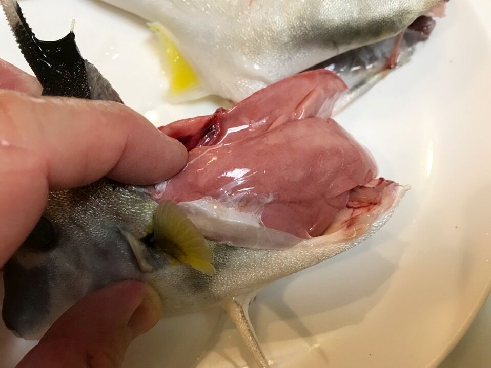 初のお魚ギマを食す 魚喰い