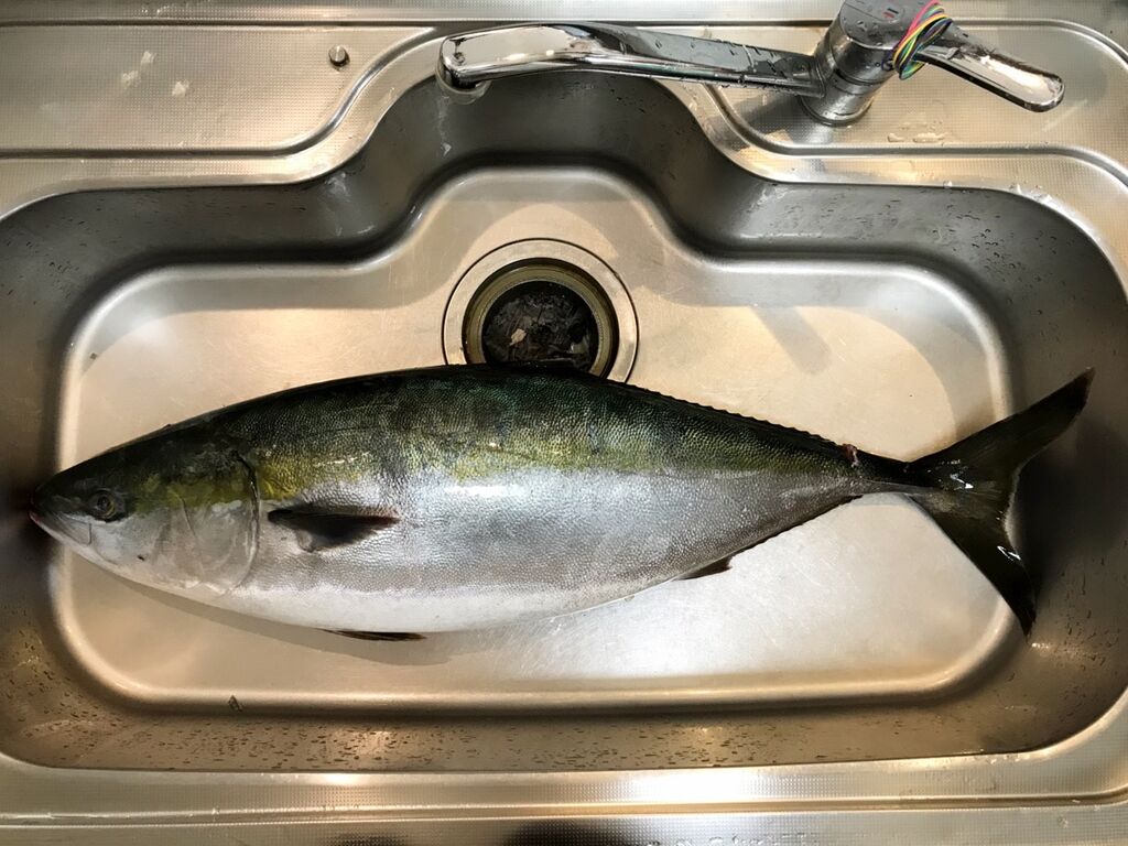 自宅で春のブリ祭り 魚喰い 自宅で春のブリ祭り 魚喰い