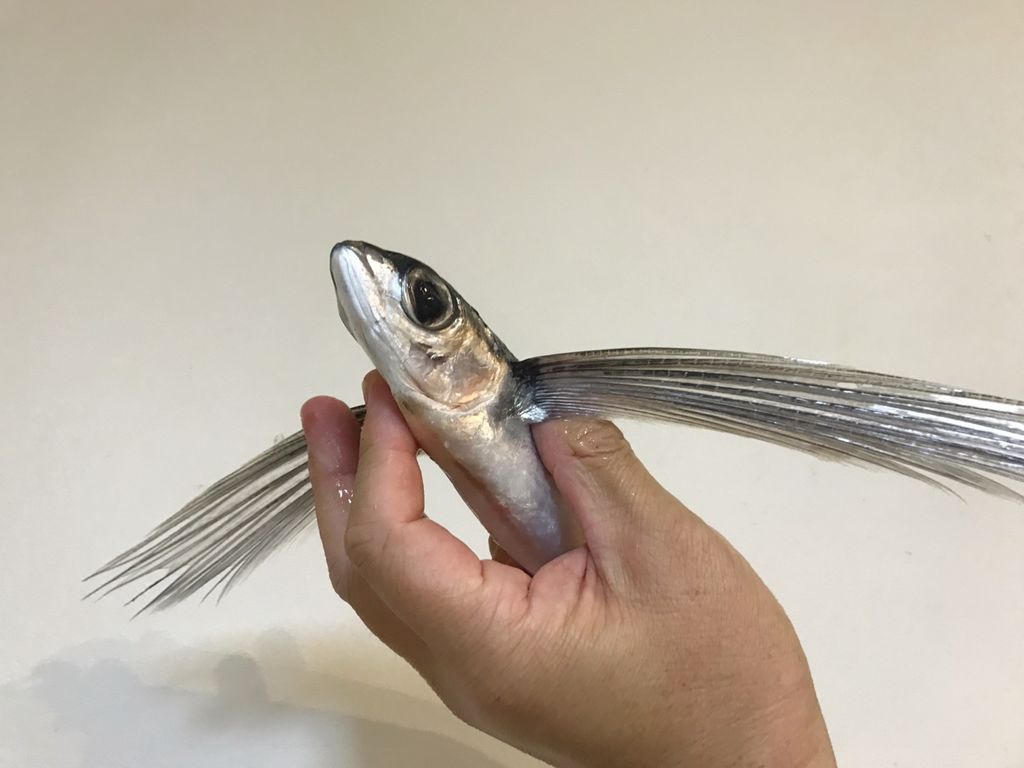 新書庫 レシピ メロンゼリーとトビウオの冷汁 魚喰い 新書庫 レシピ メロンゼリーとトビウオの冷汁 魚喰い