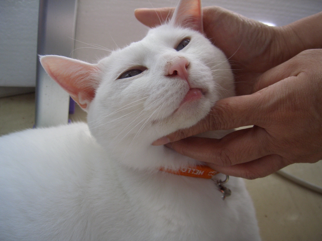 下唇が腫れた にゃんにゃこ通信