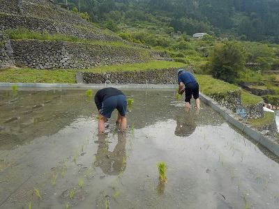 taue