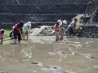 年田植え体験2014 - コピー