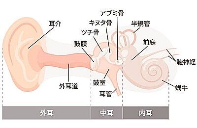 s-耳の図解