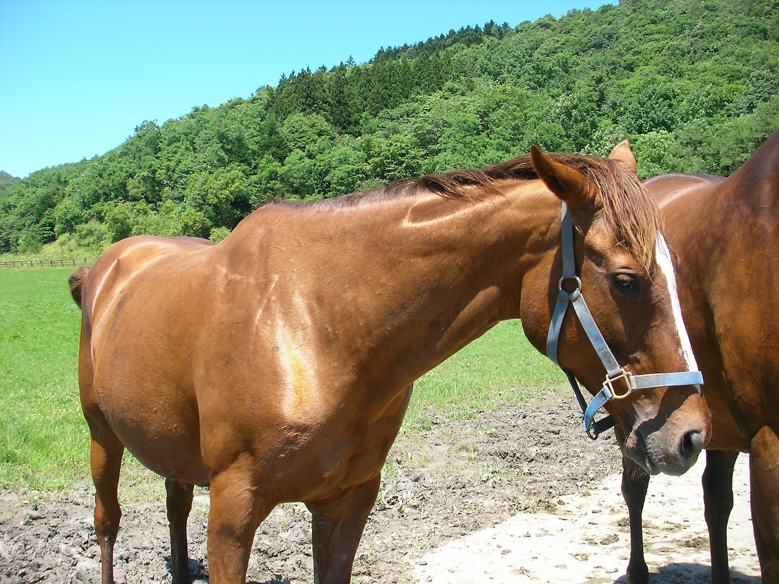 チョウカイキャロル　第55回オークス　単勝的中馬券 FOTQSDBRXVO7TFIZX4BQZTS77M.jpg