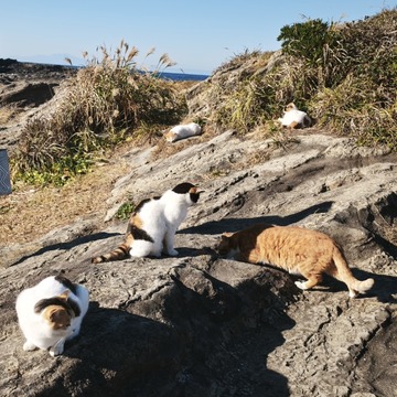 ������˼��