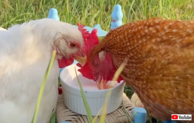 20230726_195300 (6)_batch