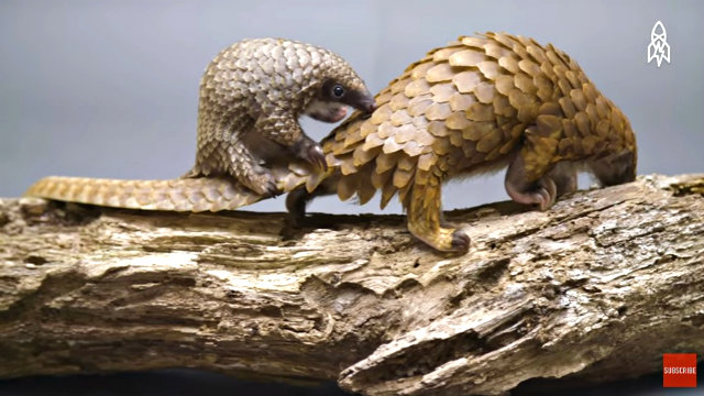 pangolin