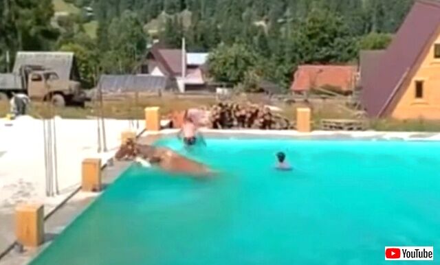 cowjumpingintopool3_640