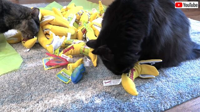 catnipbanana2_640