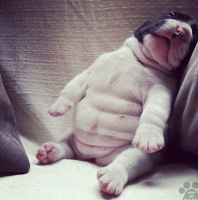 puppies13_e