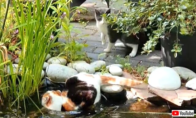 pond3_640