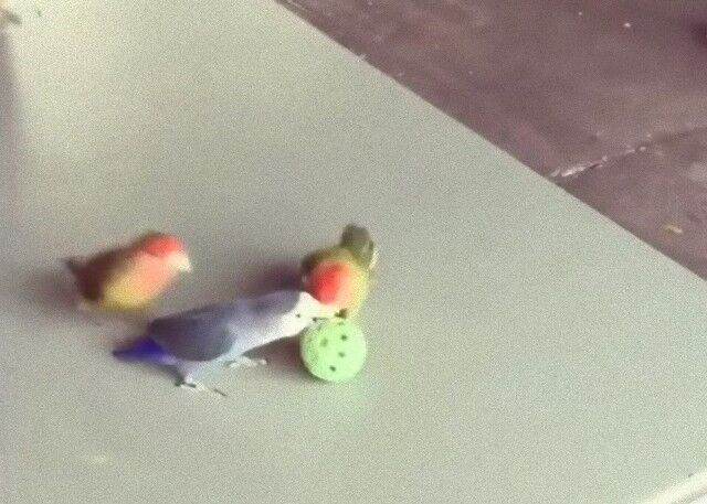 parrotplayingbasketball1_e