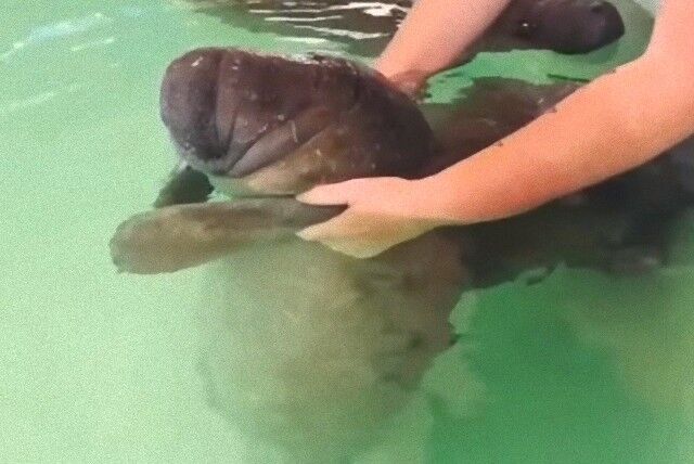 manatees2_640_e