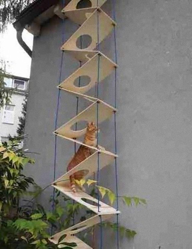 catladders1_e