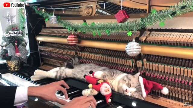 merrymeow1_640