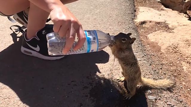 squirreldrinkingw3