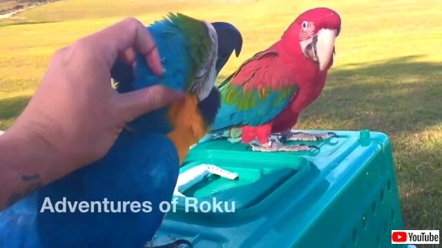 roku1_640