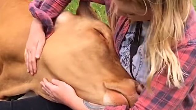 bestpet201807310