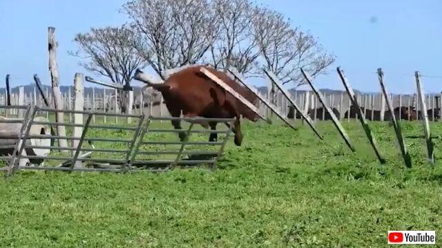 animalmoments8_640