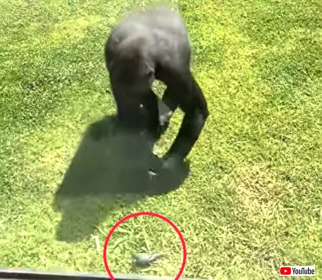 gorillanbird1_640