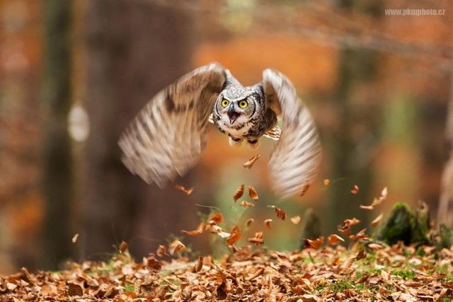 owl-photography-13__880_e
