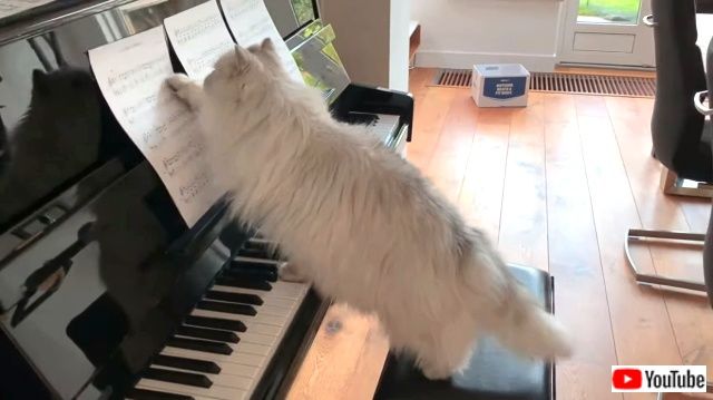 pianistcats6_640