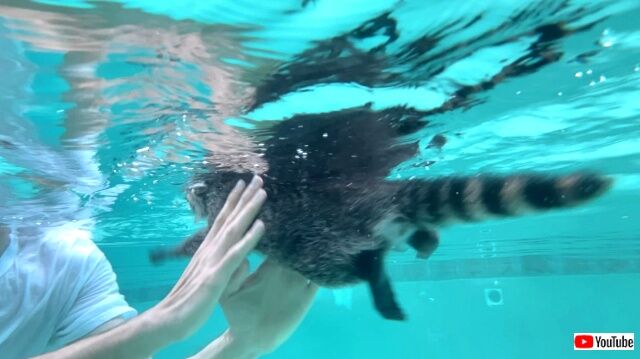 babayracoonspool5_640