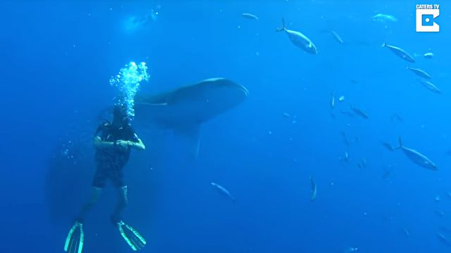 fishsurrounddiver4