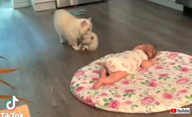 catbringskitten1_640