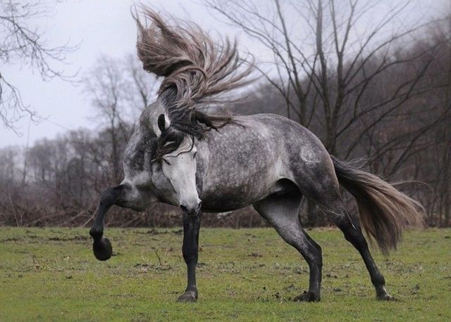 horse5_e