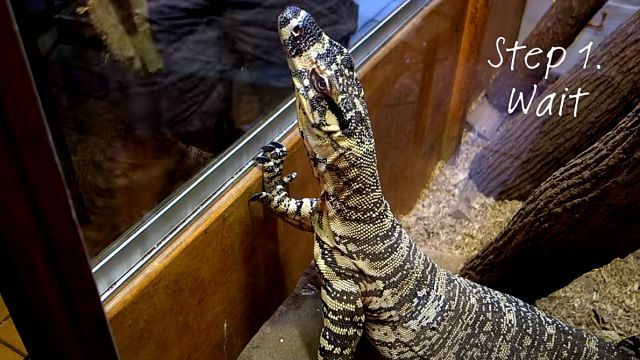 monitorlizard3