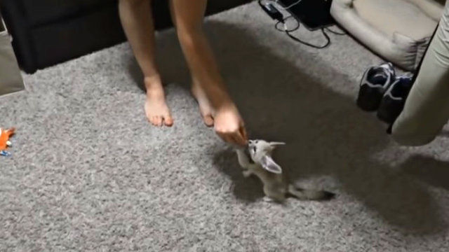 fennecbaby1