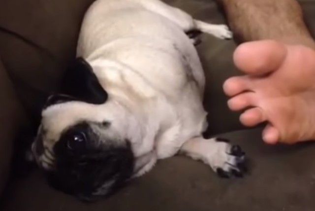 smellingownersfoot2_e