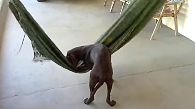 hammockdog1