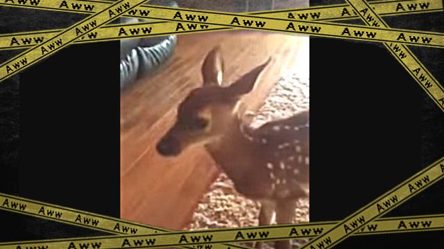 bambi1-frame