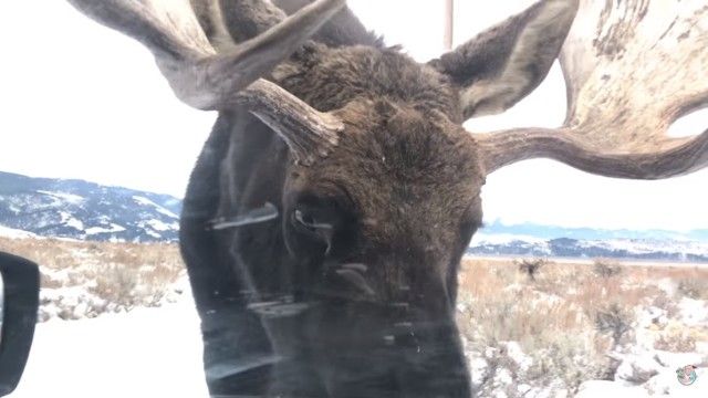 moose0_e