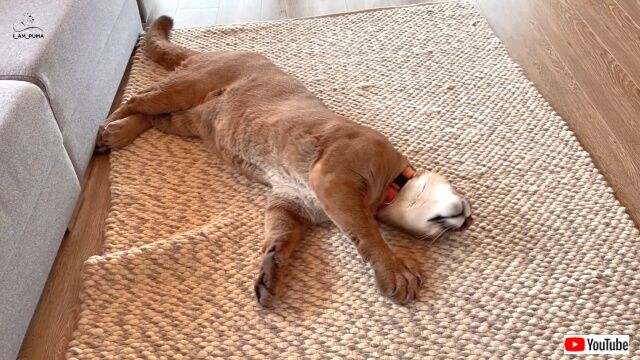 dogschool10_640_640