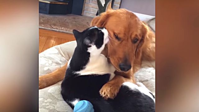 buddy3