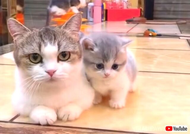 これはもう可愛さ大爆発！マンチカンのママと子猫のキュートな動画に癒されたい！