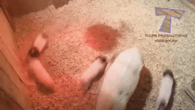 こんなにキュートな生き物だったなんて かわいくて楽しいブタちゃんたちに和んじゃおう マランダー こんなにキュートな生き物だったなんて かわいくて楽しいブタちゃんたちに和んじゃおう マランダー