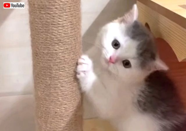 justcutditten4_640