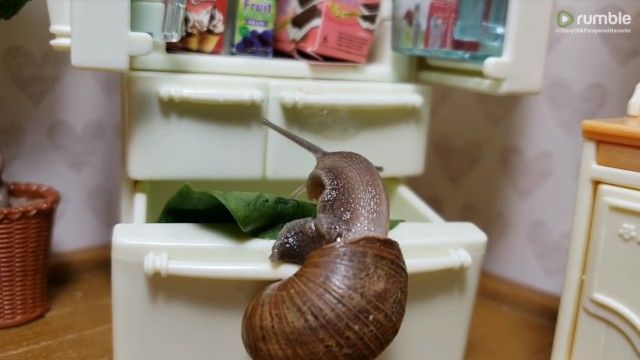 snail1_e