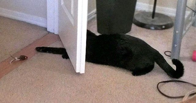 funny-idiot-cats-32-5ae04a9abe971__605_e